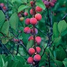 Plum : Beach Plum (Prunus Maritima) 1 feathered maiden