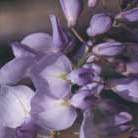 Japanese wisteria