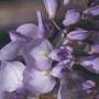 Japanese wisteria