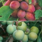 Plum Victoria & Greengage Collection 2 feathered maidens - 1 of each