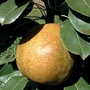 Pear : Delsanne (Gold Ember) 1 tree