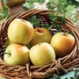 Apple : Tentation 1 tree