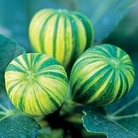 Fig : Panachee 1 plant in 4L pot