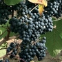 Grape : Table Grape Moscato 1 potted plant