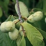 Papaya  1 plant