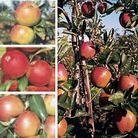 Apple : Family Apple Tree 1 tree
