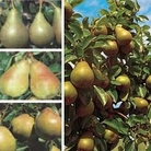 Pear : Family Pear Tree 1 tree