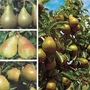 Pear : Family Pear Tree 1 tree