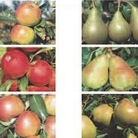 Apple & Pear Family Collection 2 trees - 1 of each
