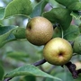 Pear : Nashi Pear (Asian Pear) 1 tree