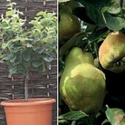 Quince : Lescovaeks 1 tree