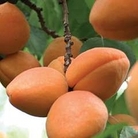Apricot : Champion 1 tree