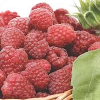 Raspberry : Tulameen 6 long canes