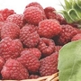 Raspberry : Tulameen 6 long canes