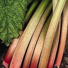 Rhubarb : Champagne - Autumn Planting 2 budded crowns