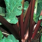 Rhubarb : Victoria - Autumn Planting 2 budded crowns