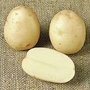 Potato : Kestrel Exhibitor Grade 10 tuber pack