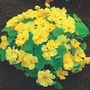 Tropaeolum Double Delight Cream 1 packet