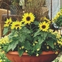 Helianthus Annuus Choco Sun 1 packet (10 seeds)