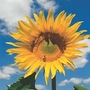 Helianthus Mongolian Giant 1 packet (10 seeds)