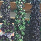 Brussels Sprout : Petit Posy Mix&trade; 1 packet