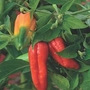 Chili Pepper : Naga Jolokia (very hot) 1 packet