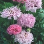 Papaver Somniferum Tallulah Belle Blush 1 packet (300 seeds)