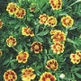 Tagetes patula nana Single Legion of Honour 1 packet