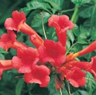 trumpet vine