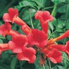 trumpet vine