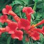 trumpet vine