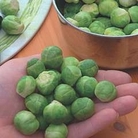 Brussels Sprout : Bitesize F1 Hybrid 1 packet