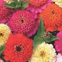 Zinnia elegans Candy Cane Mixed 1 packet