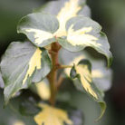Ivy