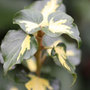 Ivy