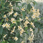 Chinesse jasmine