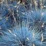 blue fescue