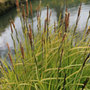 Bowles' golden sedge