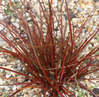 red hook sedge