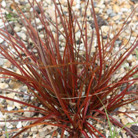 red hook sedge