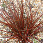red hook sedge