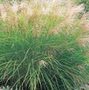 Chinese silver grass