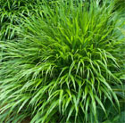 hakonechloa