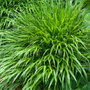 hakonechloa