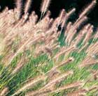 fountain grass