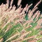 fountain grass