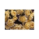 Patio Standard Rose 1M  - Yellow Dream