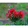 Callistemon Captian Cook bush 50cm