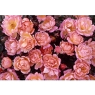 Celebration Rose - Thank You