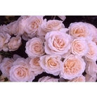 Celebration Rose - Happy Birthday
